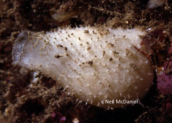 Photo of Sycandra utriculus by <a href="http://www.seastarsofthepacificnorthwest.info/">Neil McDaniel</a>